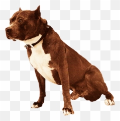 Pit Bull Psd Official Psds - Martingale Emoji,Pit Bull Emoji