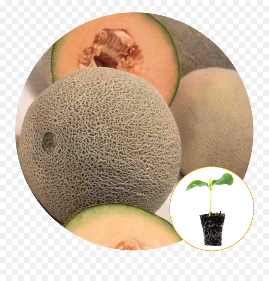 Ferry - Morse Plantlings Live Baby Plants 13in Haleu0027s Best Jumbo Cantaloupe 3pack Emoji,Email Emoji 
