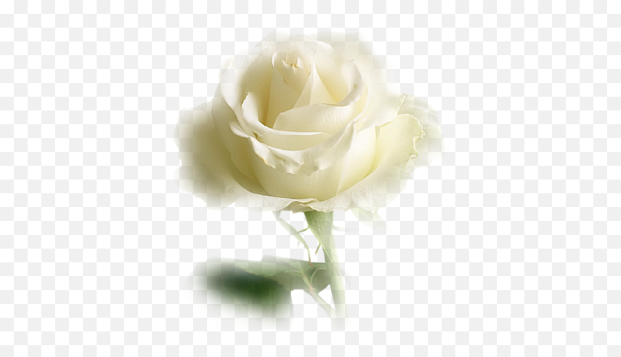 White Roses - Dreamland Emoji,Pretty Rose Emoji