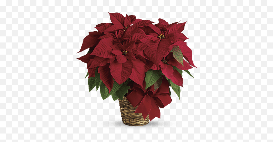 Discover The Meaning Of Birth Month Flowers Teleflora - Poinsettia Png Emoji,Deep Emotion Rose Bouquet Ftd