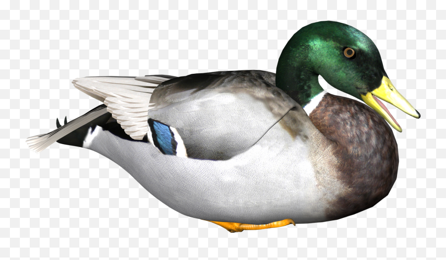 Waterfowl Png U0026 Free Waterfowlpng Transparent Images 59005 - Duck Transparent Background Emoji,Drake Bird Emoji