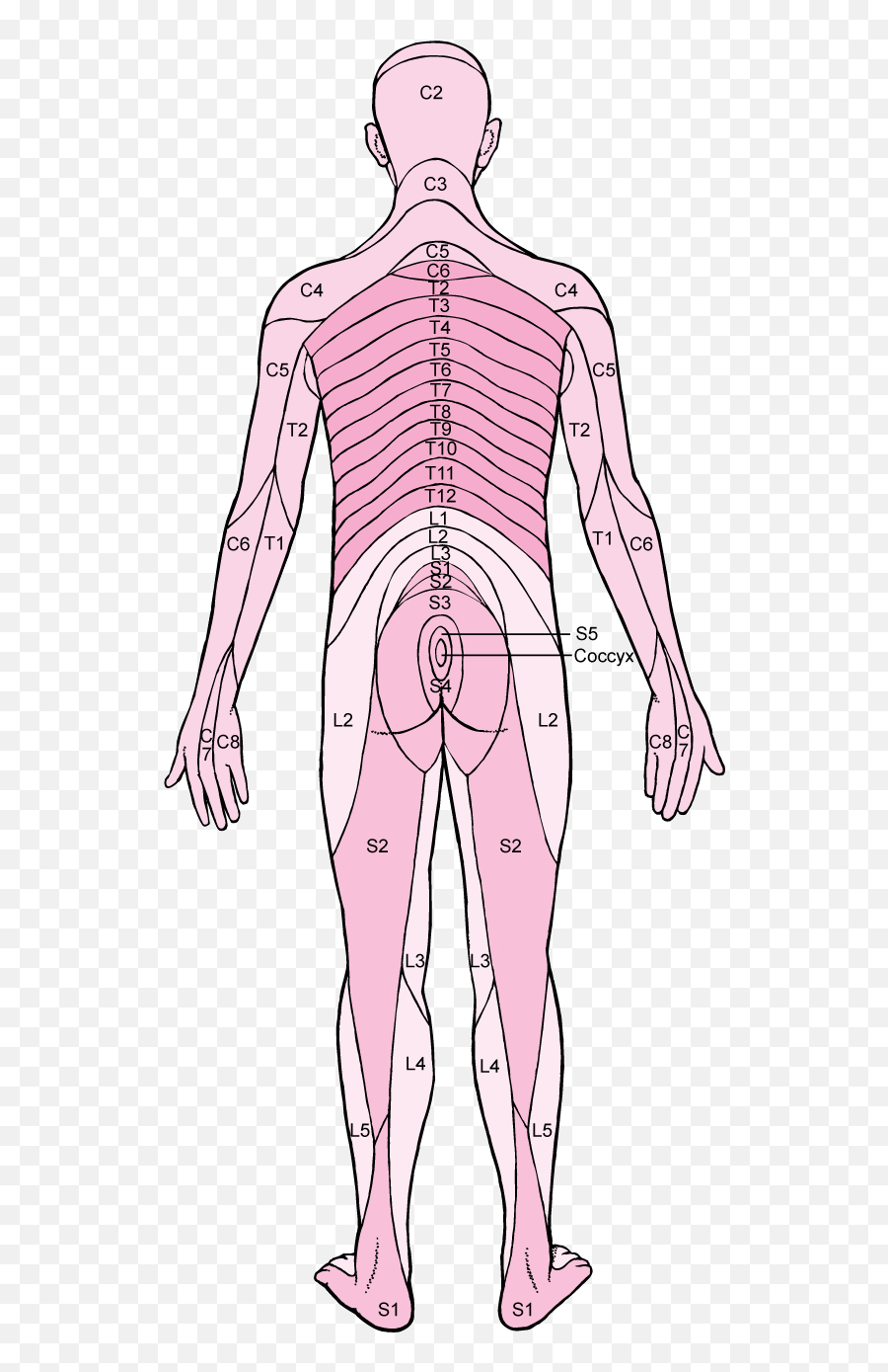 Brain Spinal Cord And Nerve Disorders - S2 Nerve Root Emoji,What Nerves Control Emotions