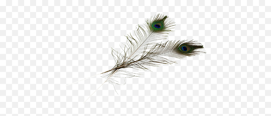 Balancing Peacock Feather - Decorative Emoji,Peacock Feather Ascii Emoticon