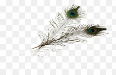 Balancing Peacock Feather - Decorative Emoji,Peacock Feather Ascii Emoticon