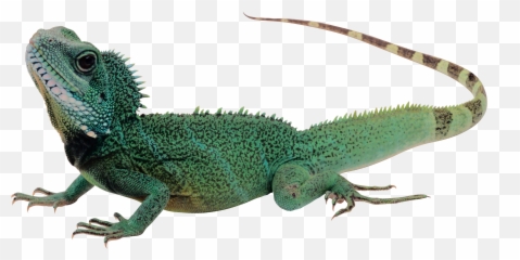 Iguana Lizard Lizards Reptile Sticker - Lizard Transparent Background Emoji,Iguana Emoji