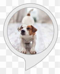 Comfort My Dog Amazoncouk Emoji,Dog Ambient Album Emoticons