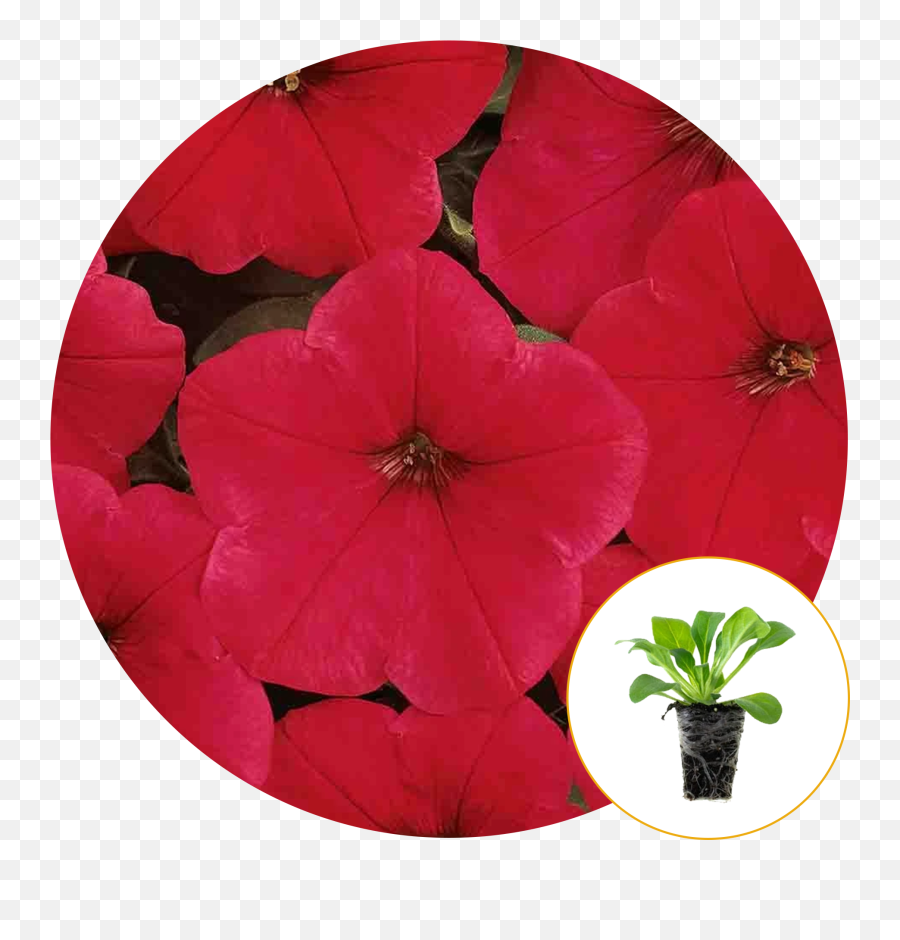 Ferry - Morse Plantlings Live Baby Plants 13in Easy Wave Red Petunia 6pack Emoji,Italian Pinching Emoji