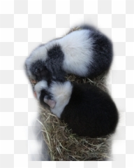 Pet Haustier Meeri Meerli Sticker - Soft Emoji,Nest Emoji