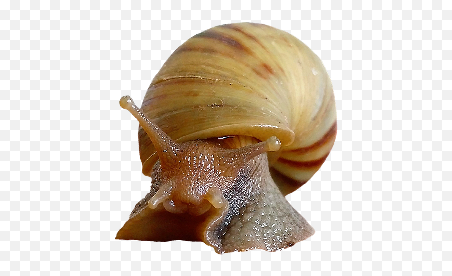 Free Photo Shell Snail Molluscs Emoji,Reptiles Have Emotions