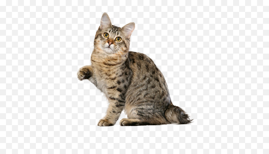American Bobtail Cat Breed Ukpets - American Bobtail Transparent Emoji,Cat Tail Emotions