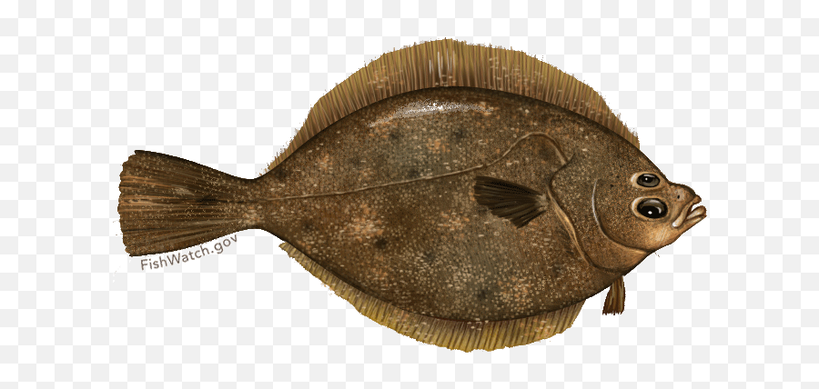 Rock Sole Noaa Fisheries - Yellowfin Sole Emoji,Rock & Roll Hand Emoji