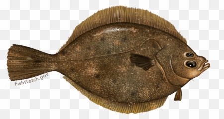 Rock Sole Noaa Fisheries - Yellowfin Sole Emoji,Rock & Roll Hand Emoji