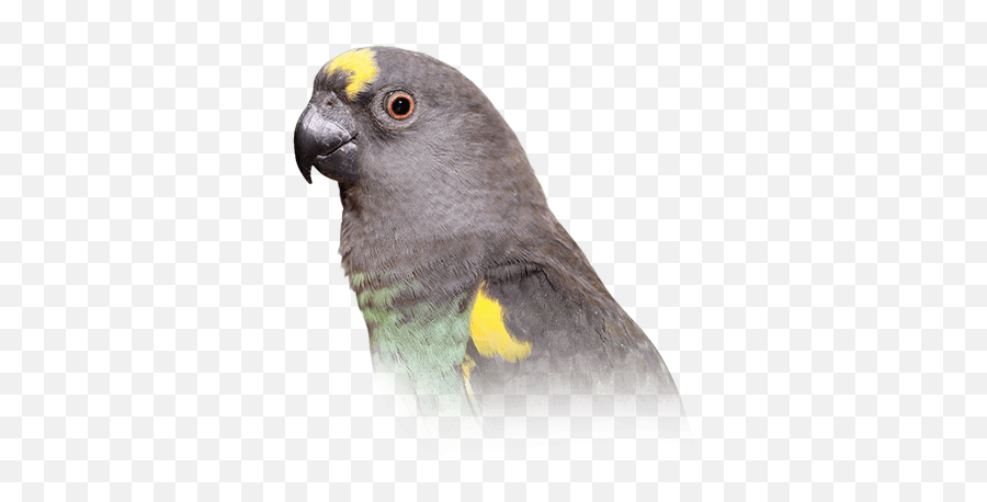 Food Care - Meyer Bird Emoji,African Grey Sensitive Emotions