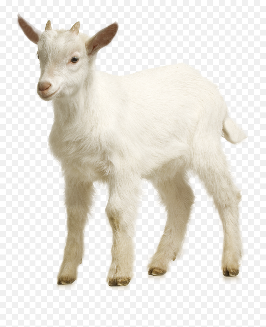 Sheep Farm Goat Free Png Hq Clipart Png - Goat Transparent Emoji,Pixel Sheep Emoticon