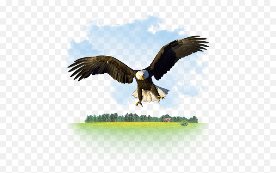 Animals Eagle Icon - 512 X 512 Png Emoji,Bald Eagle Emoji