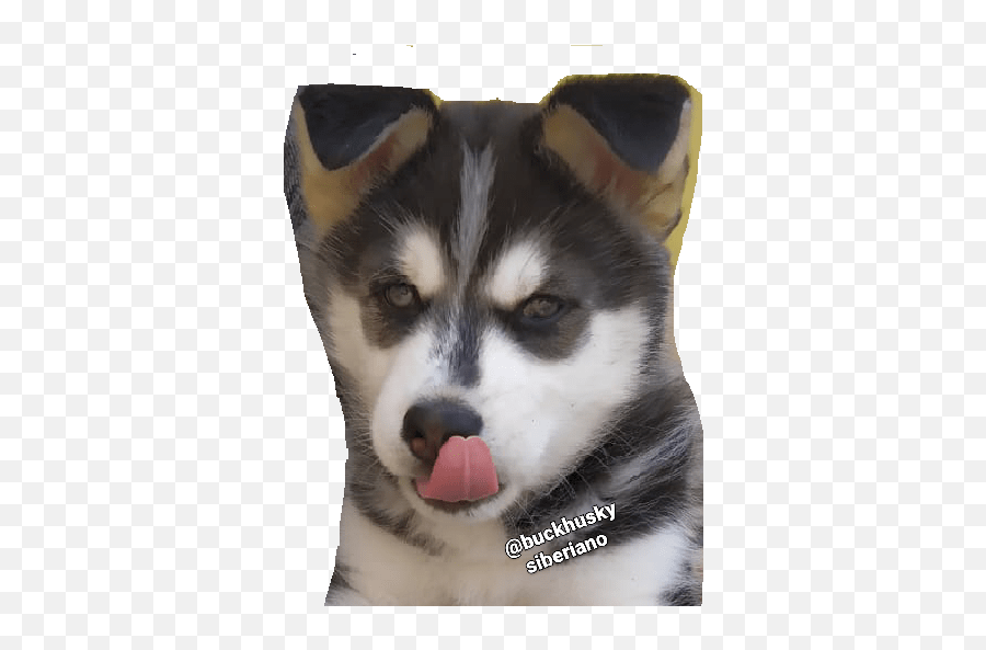 Buck Husky Emoji,Sled Emoji