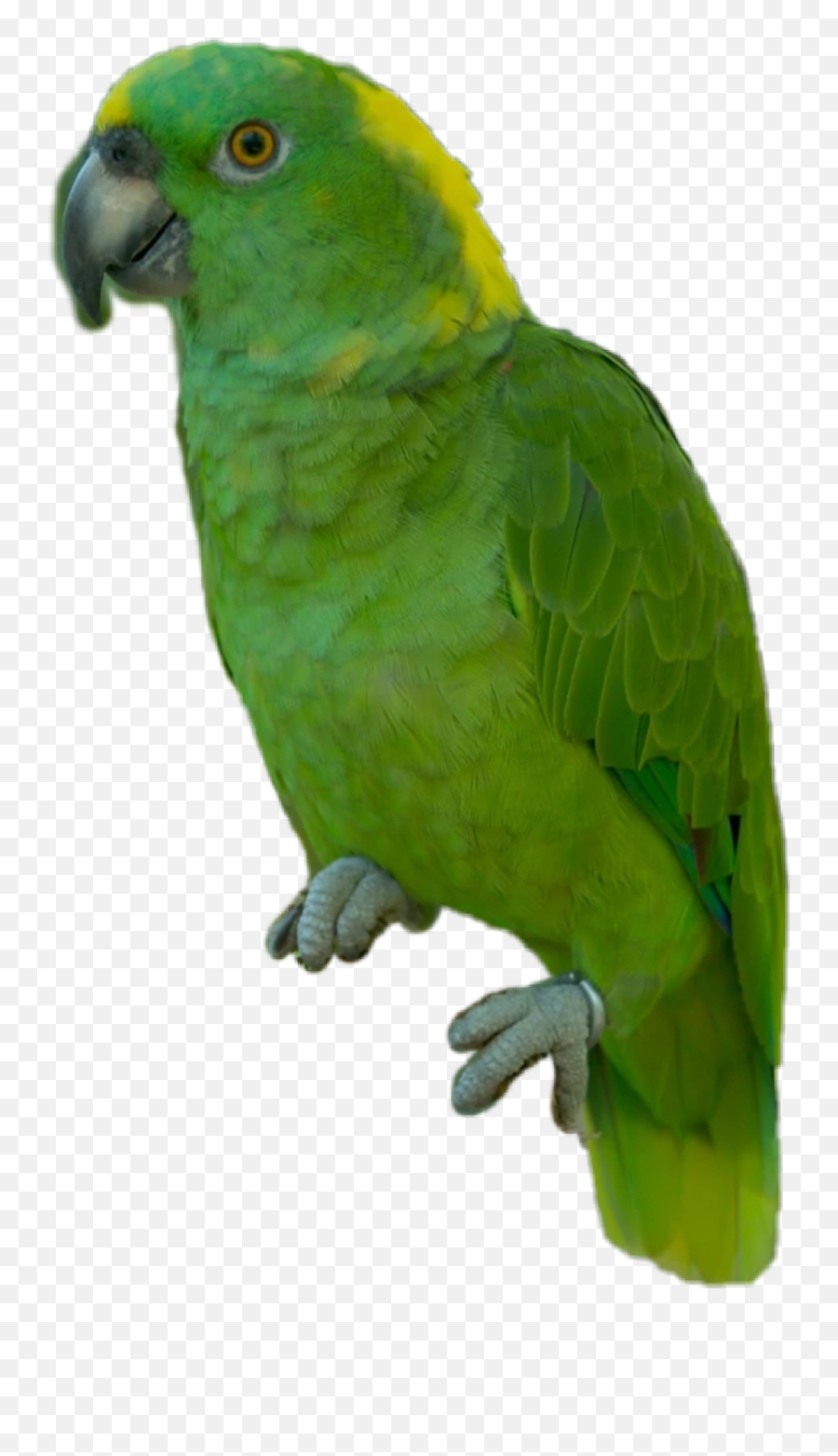 Discover Trending - Parrots Emoji,Parakeet Emoji