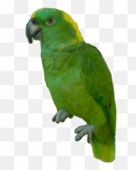 Discover Trending - Parrots Emoji,Parakeet Emoji