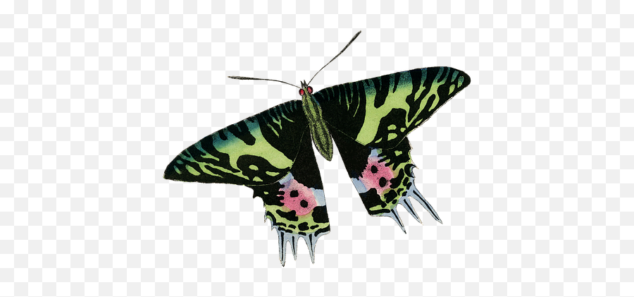 80 Free Caterpillar U0026 Worm Illustrations - Pixabay Swallowtails Emoji,Moth Emoji