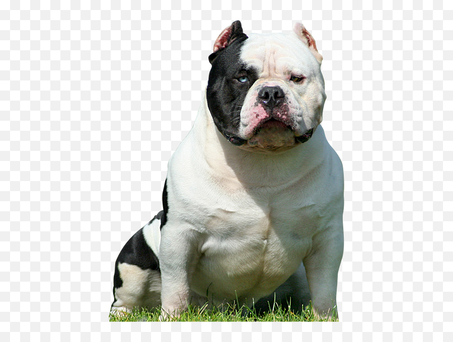 Pin - American Bully Dog White And Black Emoji,Dog Ptbull Emojis