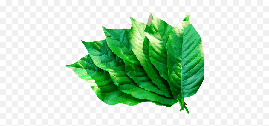 Yellow Vietnam Kratom Dosage Safety Effects U0026 More - Mint Leaf Emoji,We Are Plants With Complex Emotions