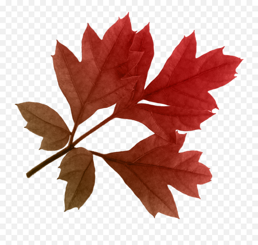Autumn Png Leaf Transparent Hd Emoji,Fall Leaves Emojis