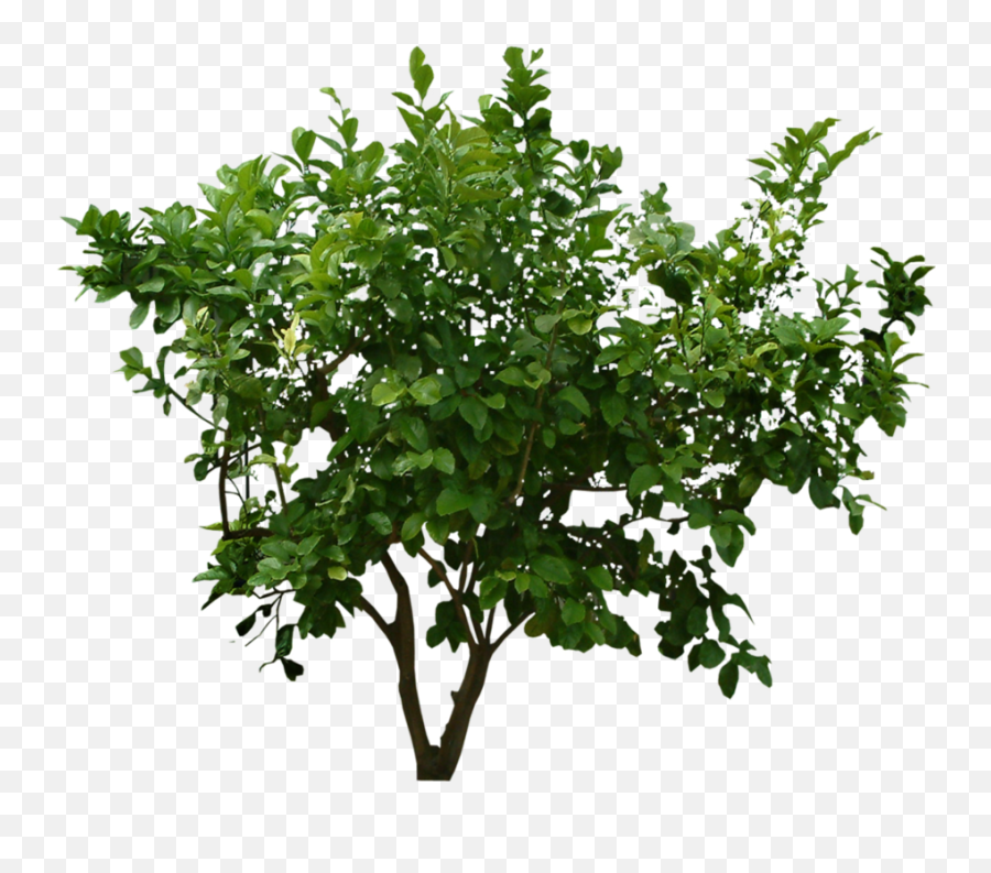 Popular And Trending - Shrub Png Transparent Emoji,Shrub Emoji