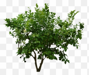 Popular And Trending - Shrub Png Transparent Emoji,Shrub Emoji
