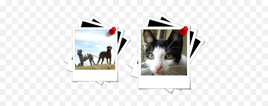 Pet Info - Photographic Paper Emoji,Dog Ear Emotions