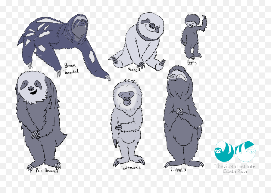 The Sloth Institute U2013 I Love Sloths - Costa Rica Sloth Types Emoji,Sloth Emoticon Facebook