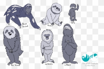 The Sloth Institute U2013 I Love Sloths - Costa Rica Sloth Types Emoji,Sloth Emoticon Facebook