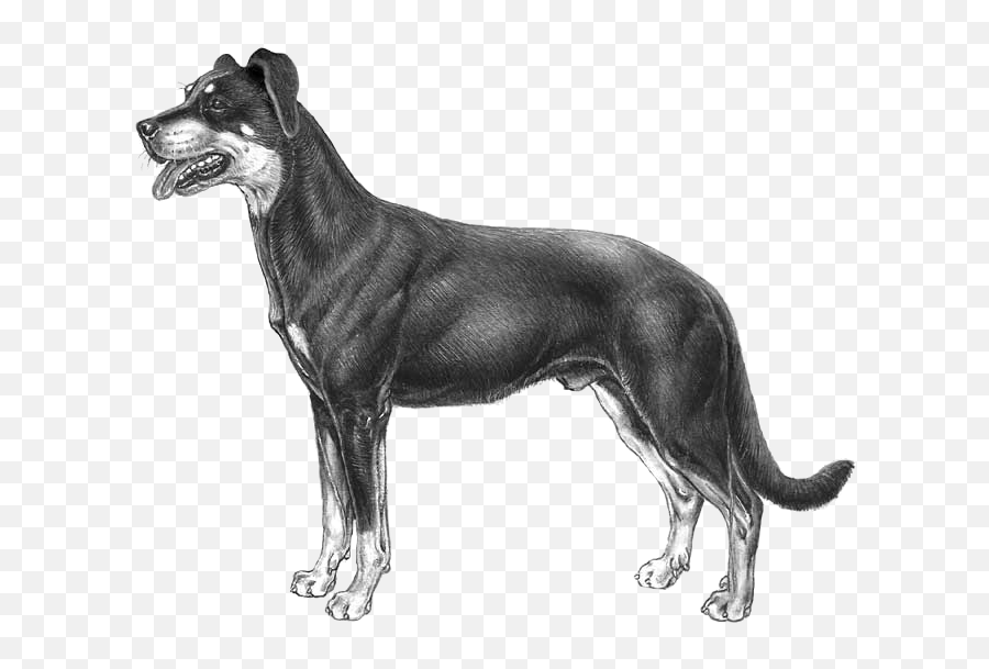 Beauceron - Pedigreed Breeds Dogwellnetcom Beauceron Emoji,Dog Emoji Copy And Paste