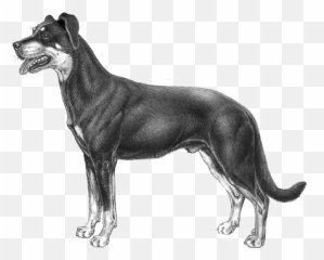 Beauceron - Pedigreed Breeds Dogwellnetcom Beauceron Emoji,Dog Emoji Copy And Paste