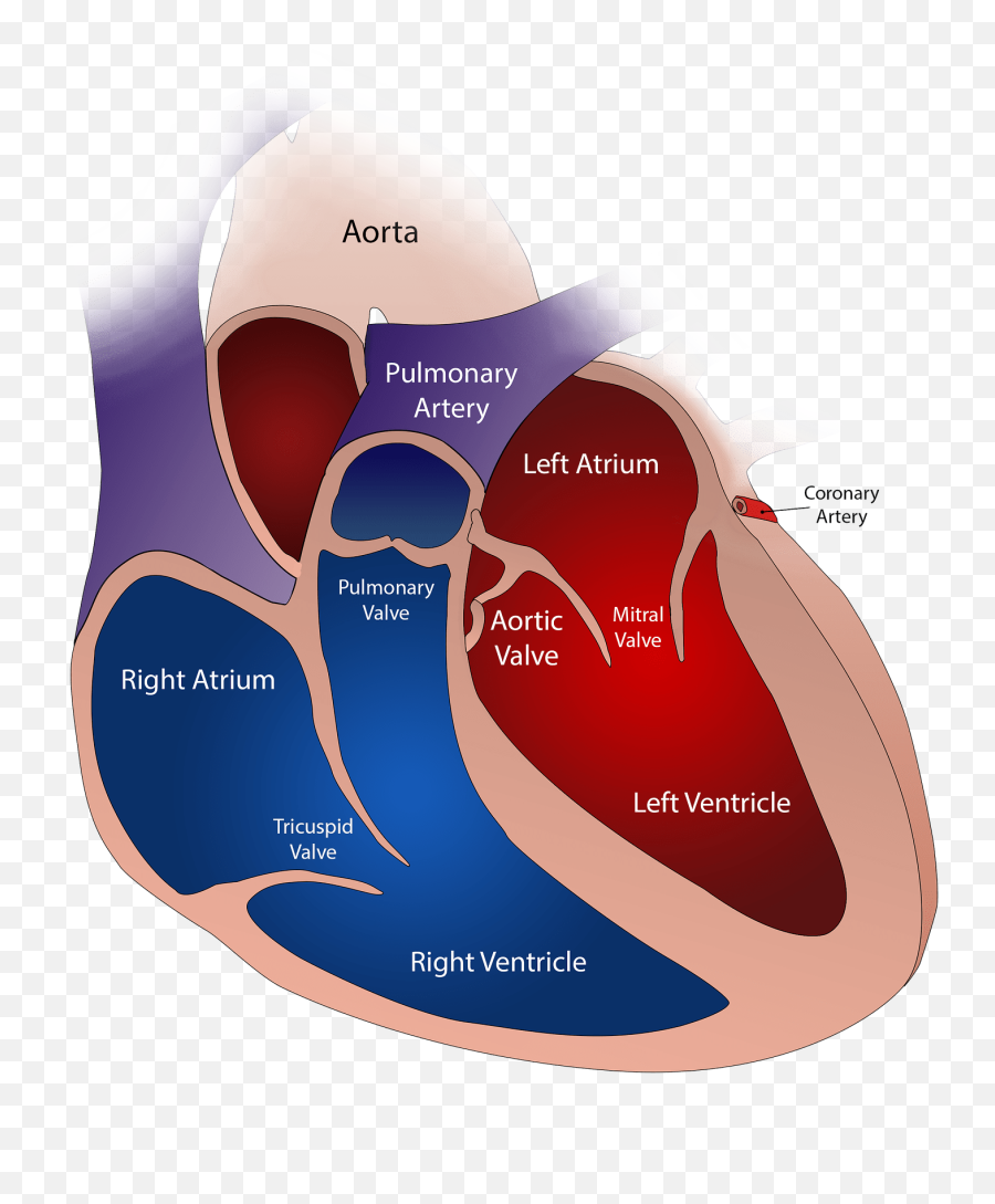 Heart Valve Circulatory - Free Image On Pixabay Katup Mitral Dan Trikuspid Emoji,Emotion Facial Expression Anatomy