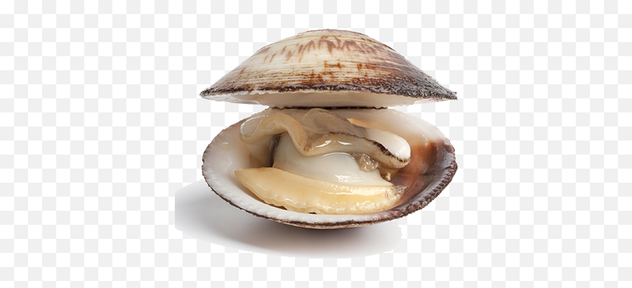 Clam Transparent U0026 Free Clam Transparentpng Transparent - Clam Png Emoji,Clam Shell Emoji