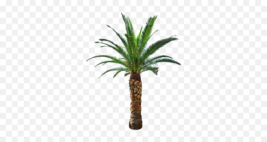 Download Hd Cycad - Short Palm Tree Png Transparent Png Emoji,Palm Leaf Emoji