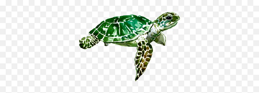 Turtle Painting Sea Turtle Painting - Turtle Transparent Emoji,Turtle Bird Emoji