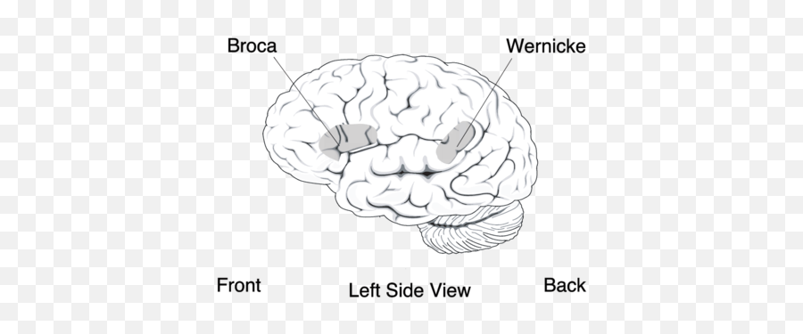 Cognitive Psychology - Wikiwand And Area Emoji,Schachter Cognitive Theory Of Emotion