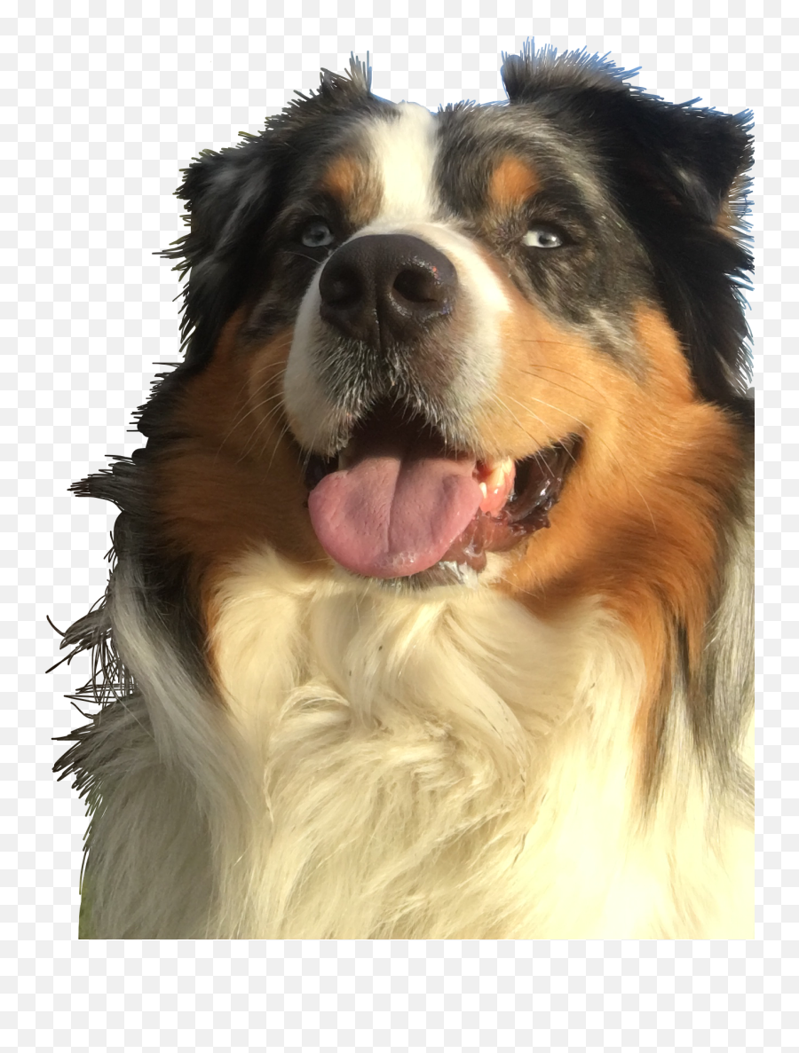 The Most Edited - Canine Tooth Emoji,Australian Shepherd Emoji