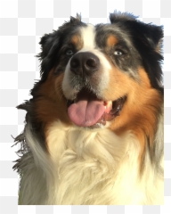 The Most Edited - Canine Tooth Emoji,Australian Shepherd Emoji