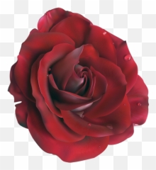 Rose Vector Clipart - Black Rose Petal Png Transparent Background Emoji,Two Roses Emoji
