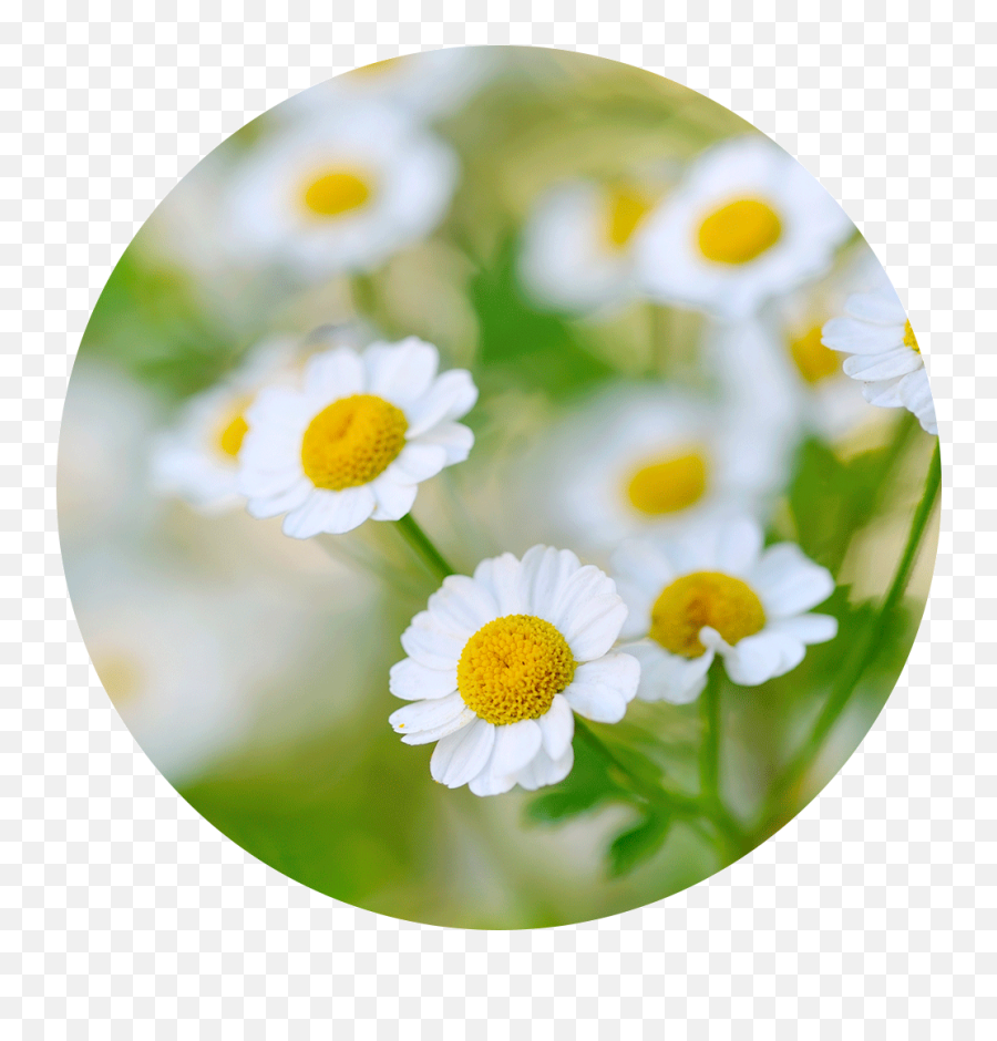 Flower Essences Archives - Chamomile Emoji,Chamoile Emotions