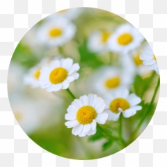 Flower Essences Archives - Chamomile Emoji,Chamoile Emotions