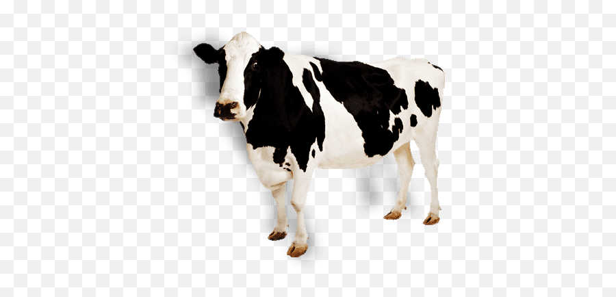 Cow Bung - Cow Png Emoji,Hey Diddle Diddle In Emojis