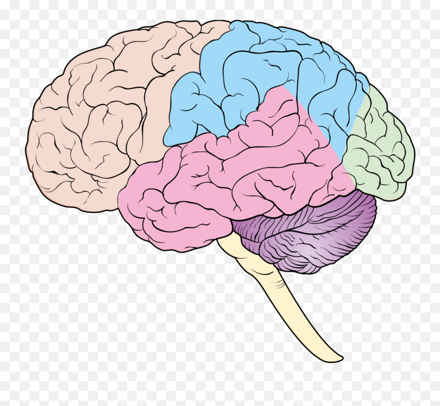 Of The Brain Diagram - Blank Brain Diagram Png Emoji,Emotions And Parts Of Brain