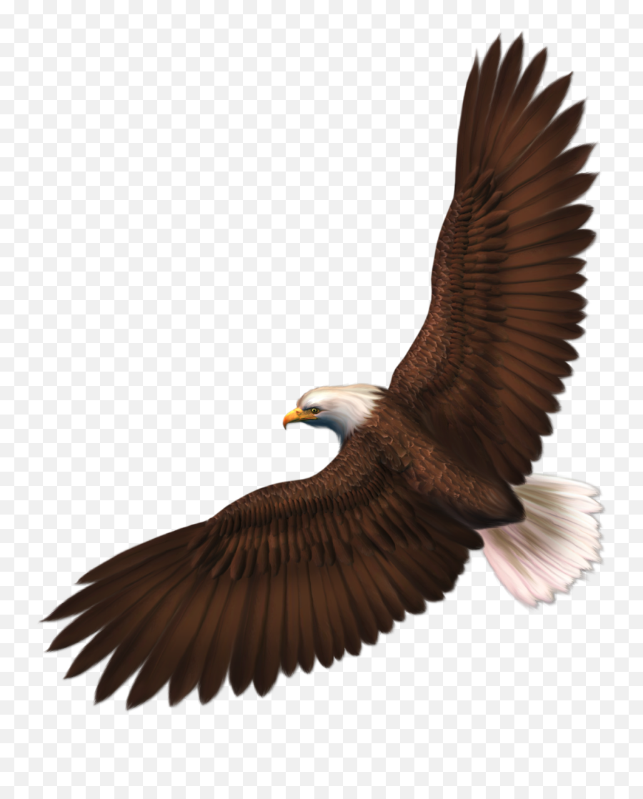 Eagle Png Image With Transparency Free - Transparent Background Eagle Clipart Emoji,Bald Eagle Emoji