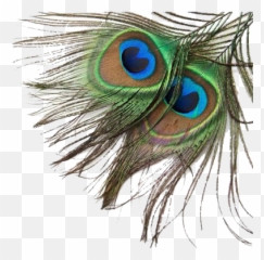 Peacock Feather Download Free Png Png Play - Peacock Feathers Png Vector Emoji,Peacock Feather Ascii Emoticon