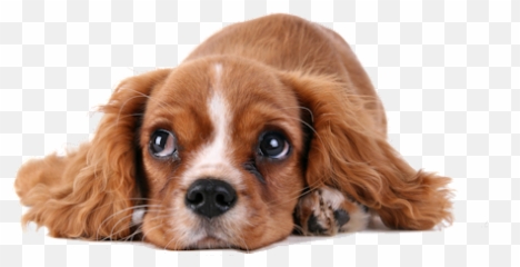 Mobile Dog Wash U0026 Grooming Sunshine Coast Dinky Diu0027s Emoji,Cavalier King Charles Spaniel Emoticons