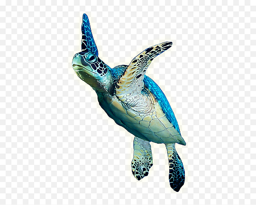 Turtle Animals Sea Sealife Ocean - Tortue De Mer Png Emoji,Turtle Bird Emoji