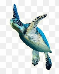 Turtle Animals Sea Sealife Ocean - Tortue De Mer Png Emoji,Turtle Bird Emoji